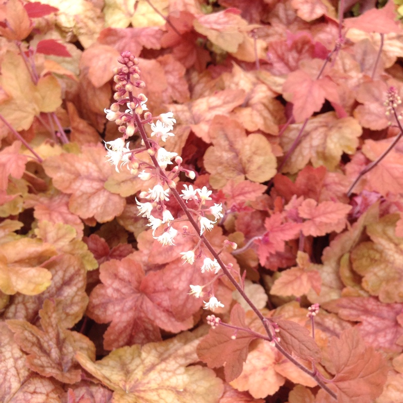 Plant image x Heucherella 'Redstone Falls'