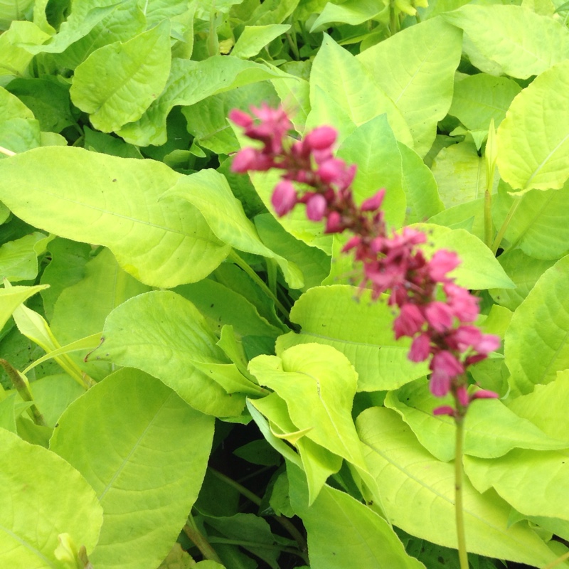 Plant image Persicaria amplexicaulis 'Golden Arrow'