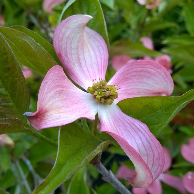 Plant image Cornus florida f. rubra