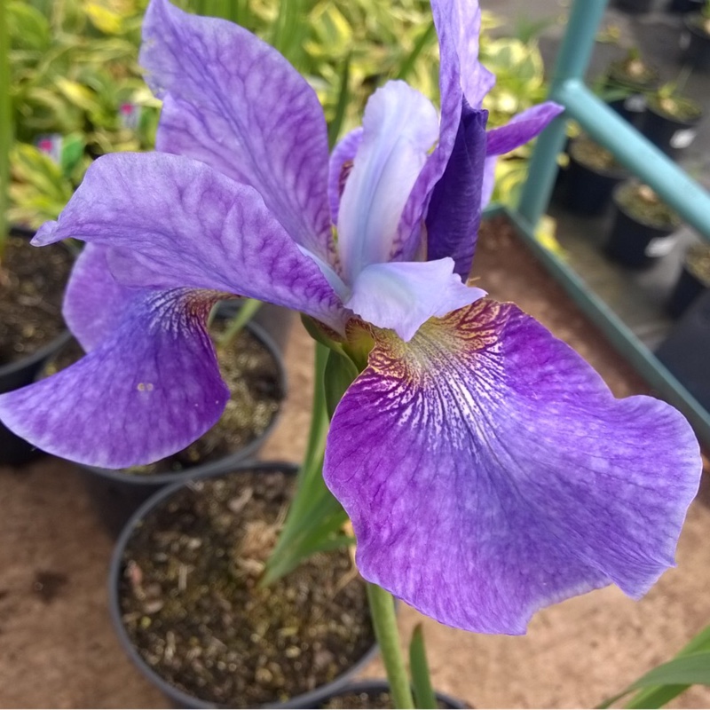 Iris sibirica 'Blue Reverie'