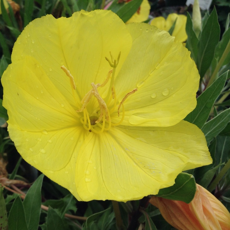 Plant image Oenothera missouriensis