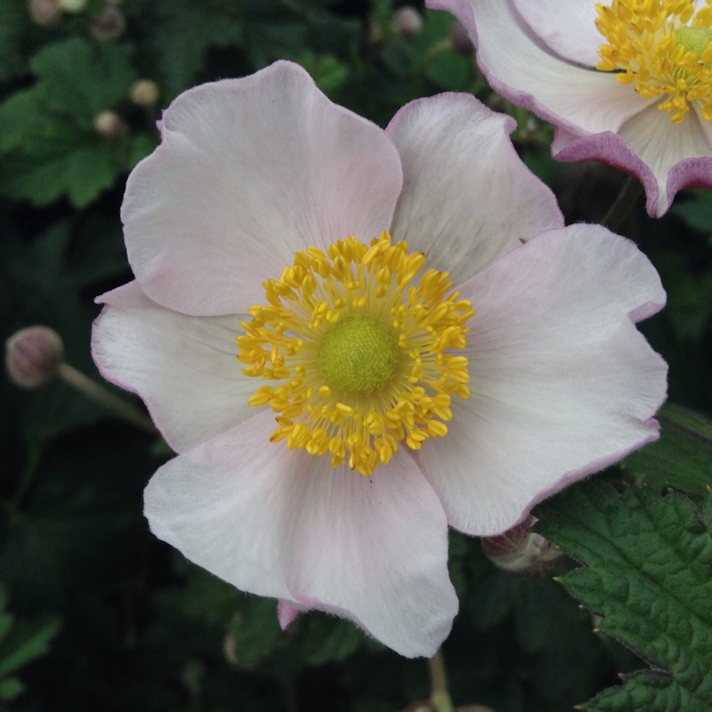 Plant image Anemone hupehensis var. japonica 'Pink Saucer'