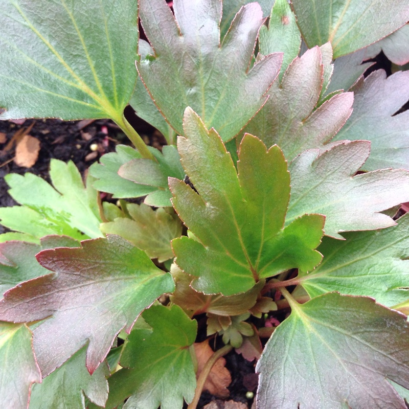 Plant image Mukdenia rossii 'Crimson Fans' syn. Aceriphyllum rosii