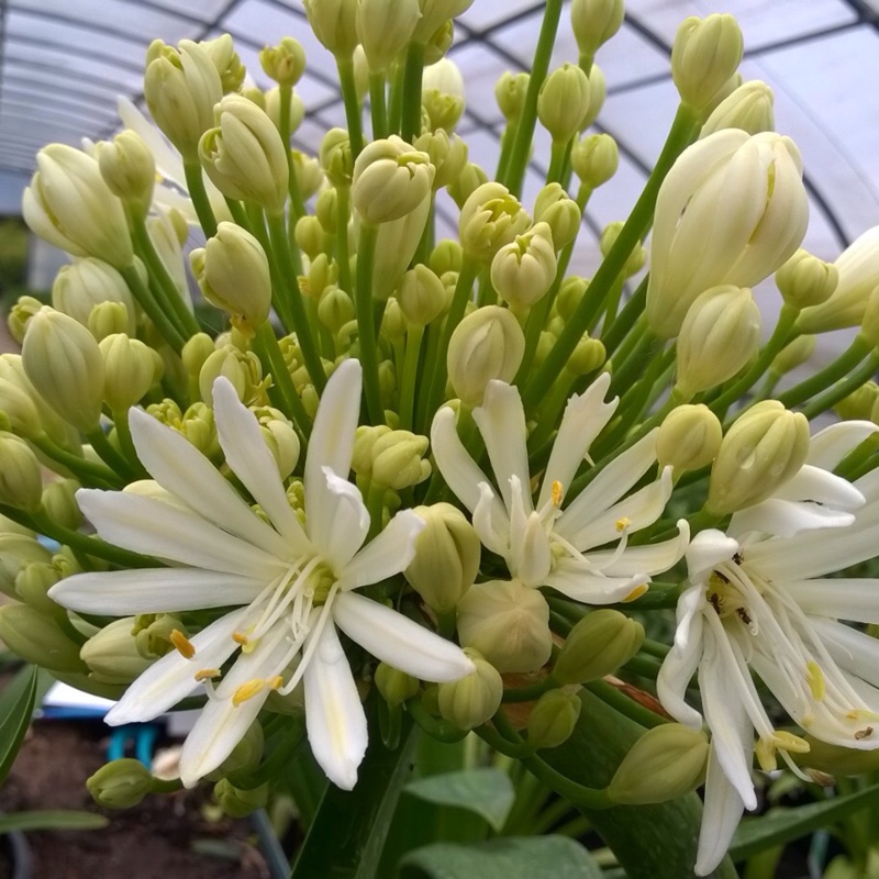 Plant image Agapanthus 'White Heaven'