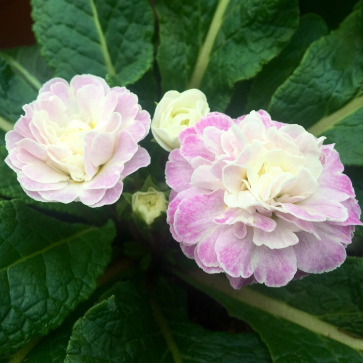 Plant image Primula belarina 'Pink Ice'