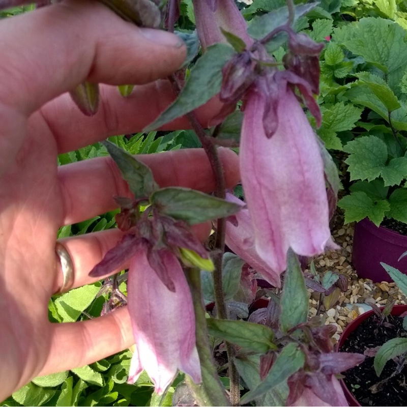 Plant image Campanula punctata 'Silver Bells'