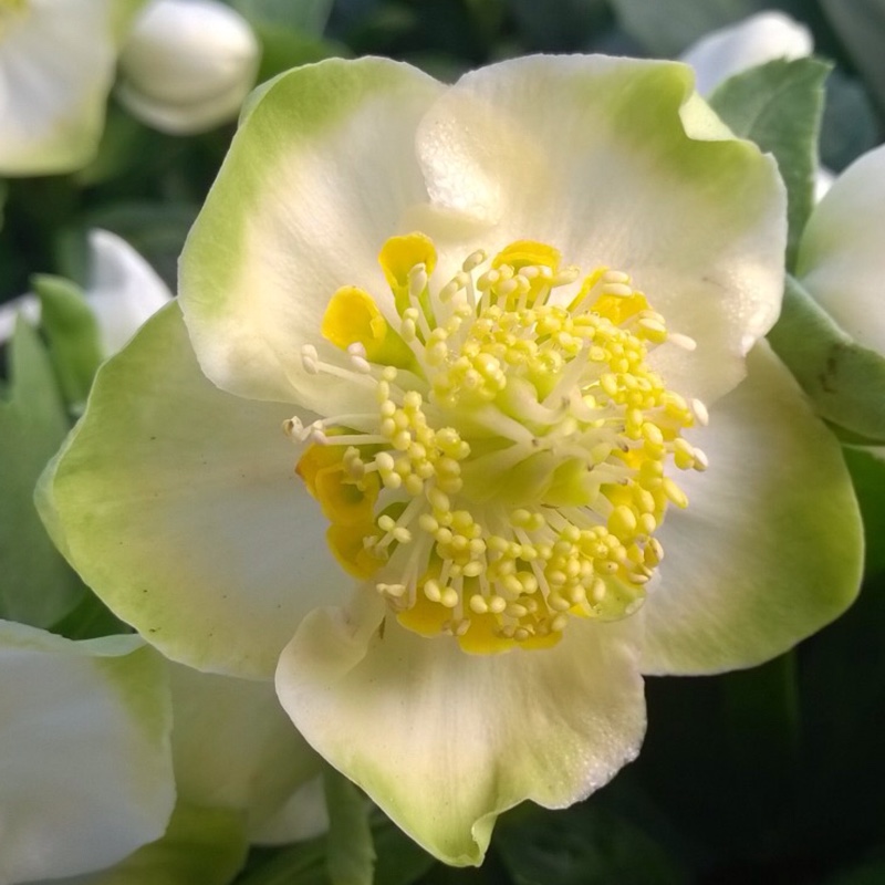 Plant image Helleborus niger 'Christmas Carol'