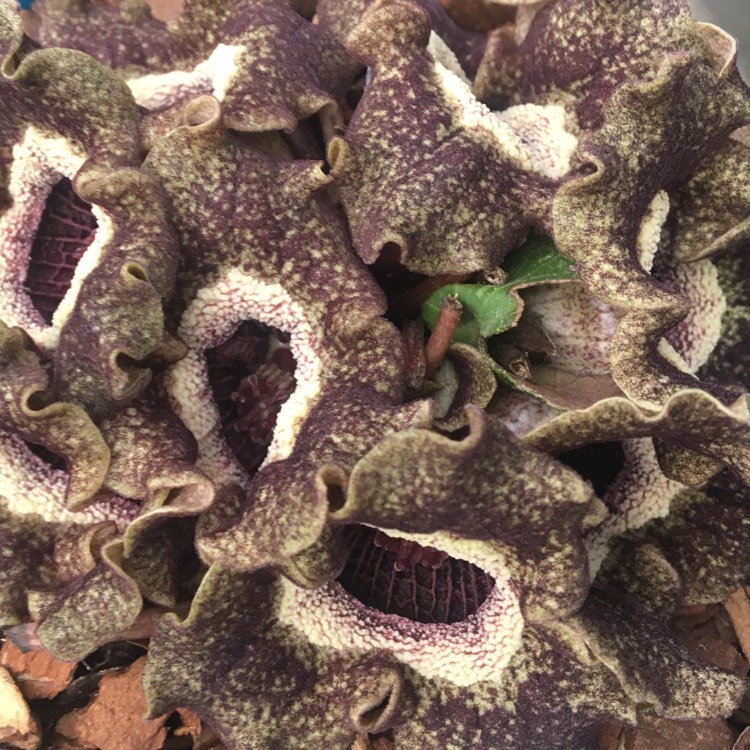 Plant image Asarum splendens syn. Asarum chingchengense