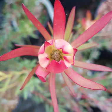 Leucadendron 'Jack Harre'