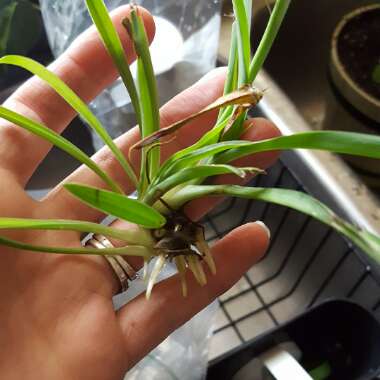 Spider Plant 'Hawaiian'