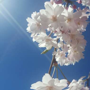 Weeping Flowering Cherry Tree