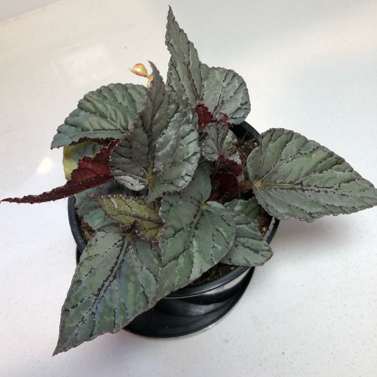 Plant image Begonia (Rex Cultorum Group) 'Artic Breeze' syn. Begonia rex 'Artic Breeze', Begonia rex 'Arctic Breeze'