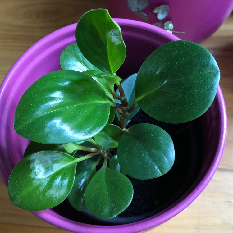 Plant image Peperomia Tetraphylla