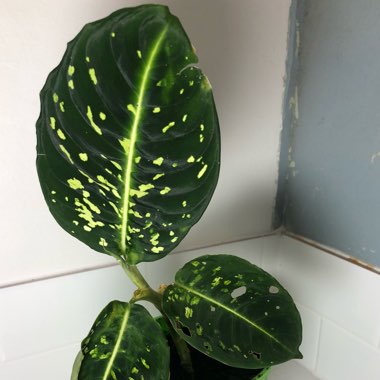 Dieffenbachia ‘Reflector'