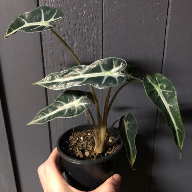 Plant image Alocasia 'Bambino Arrow' (Bambino Series)