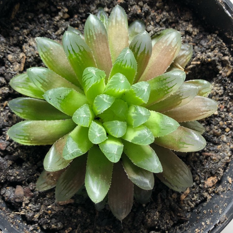 Plant image Haworthia cooperi var. truncata 