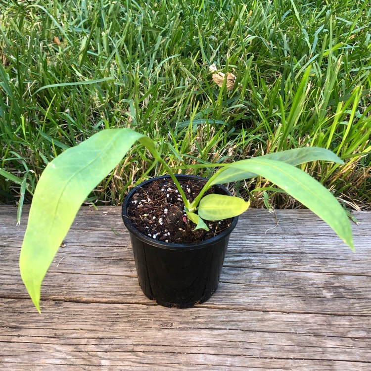 Plant image Anthurium Pallidiflorum