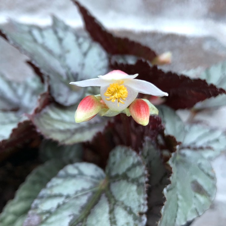 Plant image Begonia (Rex Cultorum Group) 'Artic Breeze' syn. Begonia rex 'Artic Breeze', Begonia rex 'Arctic Breeze'