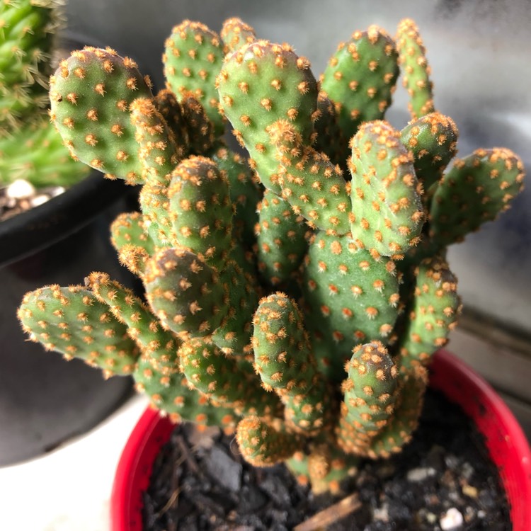 Plant image Opuntia microdasys rufida