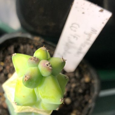 Blue boob cactus,Breast Cactus