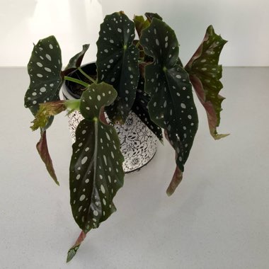 Wight's Spotted Begonia