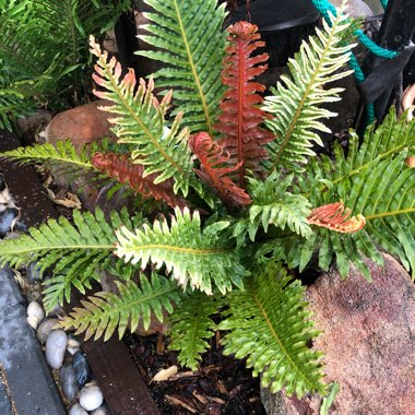 Blechnum brasiliense Volcano