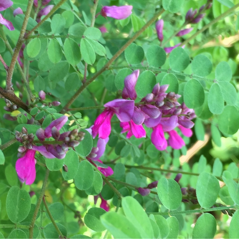 Plant image Indigofera himalayensis 'Silk Road'