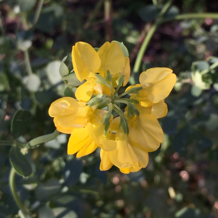 Plant image Coronilla valentina subsp. glauca  syn. Coronilla glauca