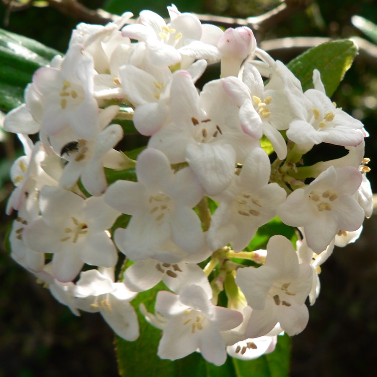 Plant image Viburnum x burkwoodii