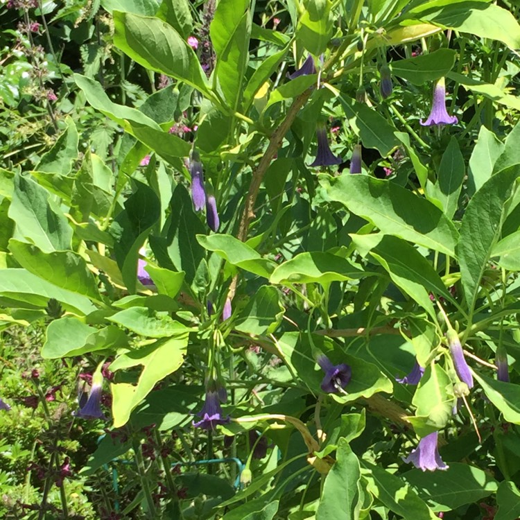 Plant image Acnistus australis