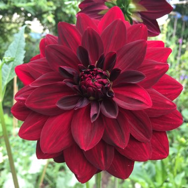 Dahlia 'Arabian Night' (Decorative)