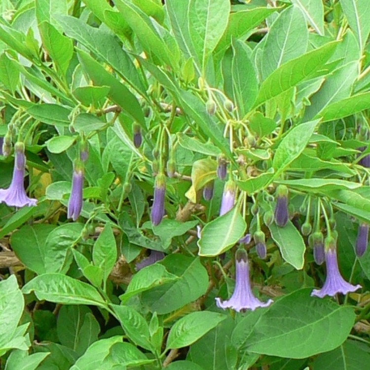 Plant image Acnistus australis