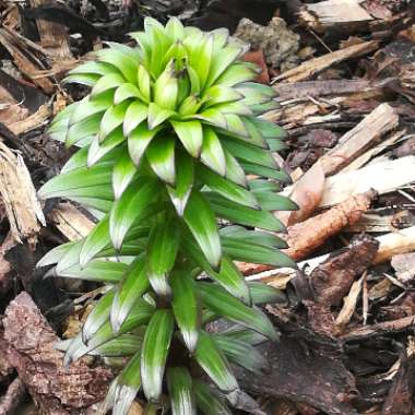 Lily 'Dimension' (Asiatic)