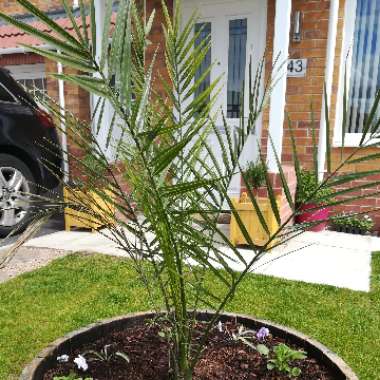 Canary Island Date Palm