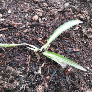 Spider Plant