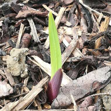 Gladioli 'Black Star'