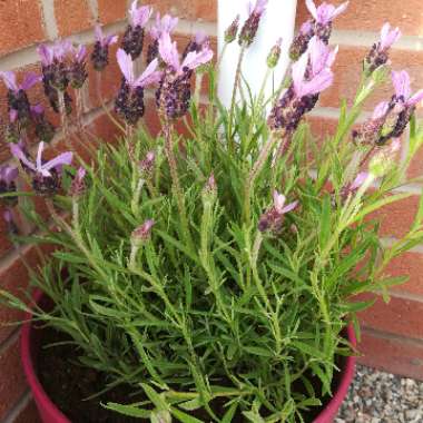 Lavender (Species) Lavender stoechas