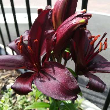 Lily 'Dimension' (Asiatic)