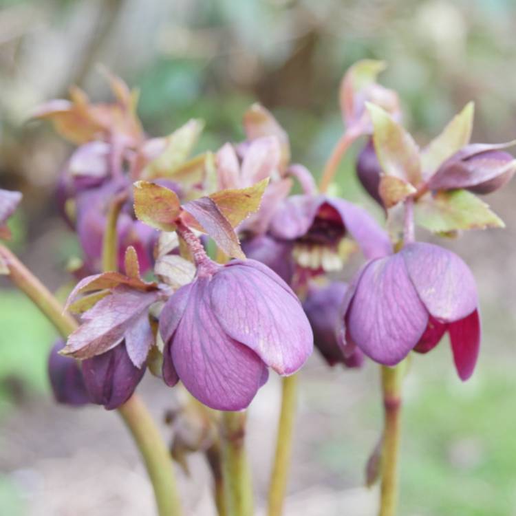 Plant image Helleborus x hybridus 'Red Lady' (Lady Series)