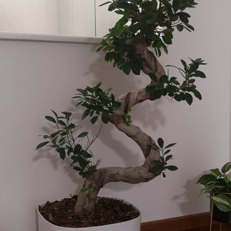 Plant image Ficus formosana (Bonsai)