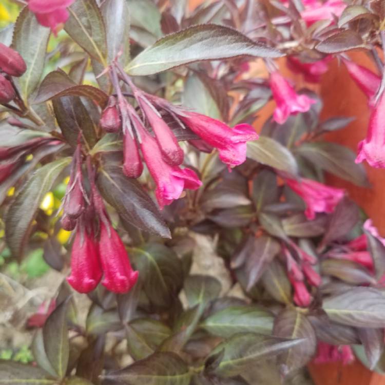 Plant image Weigela 'Bokrashine' syn. Weigela 'Naomi Campbell'