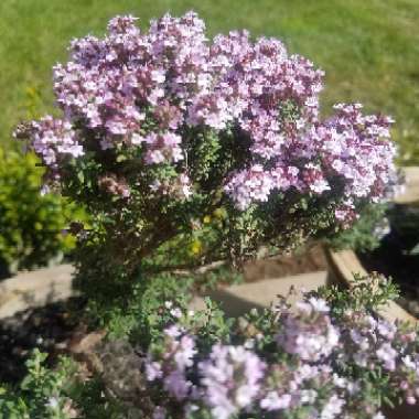 Pink Thyme