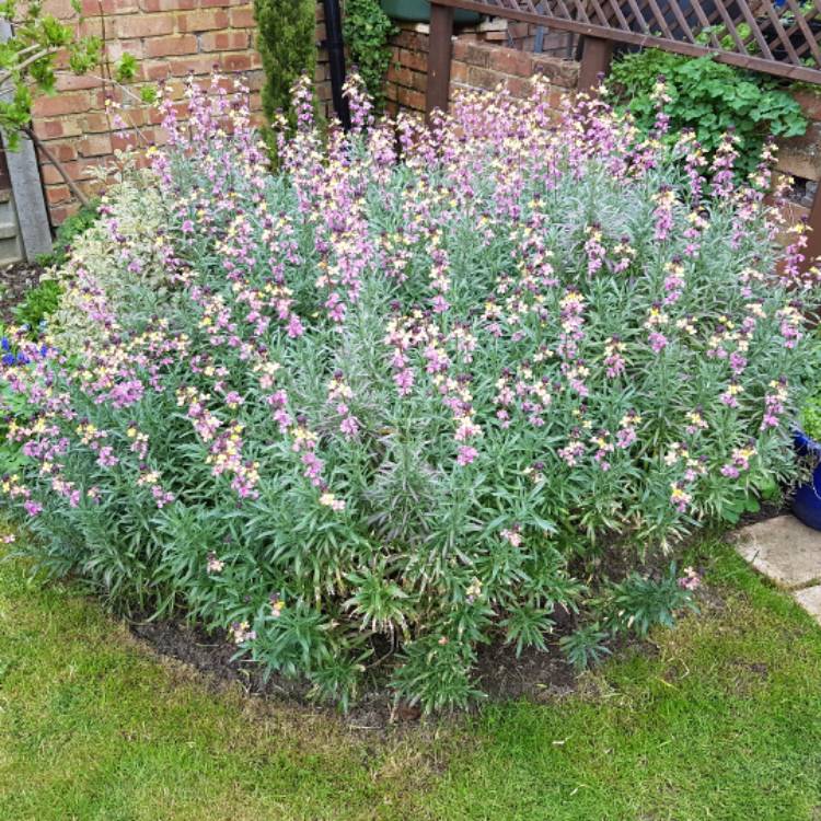 Plant image Erysimum 'Pastel Patchwork'