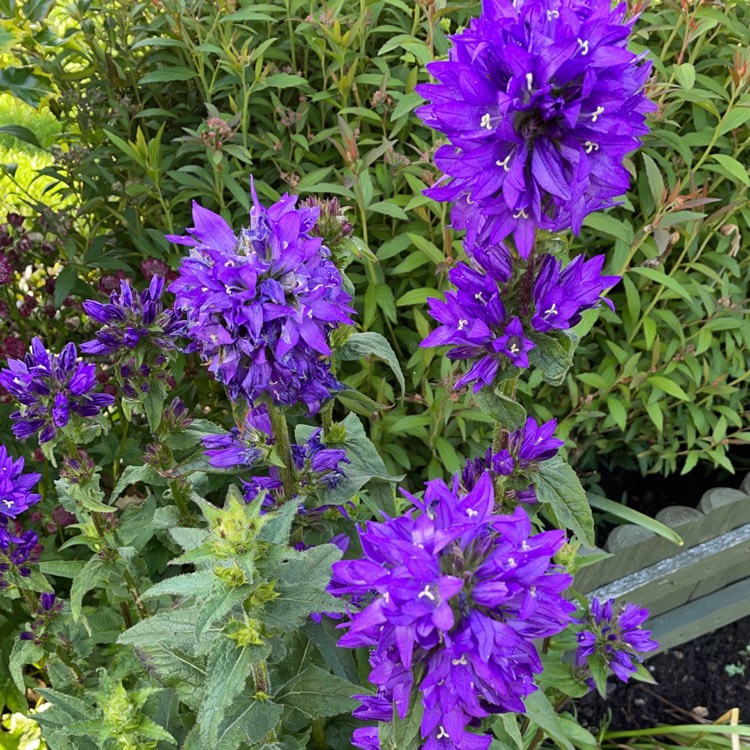 Plant image Campanula Glomerata 'Superba' Blue