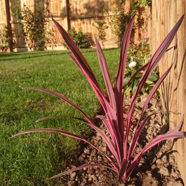 Cabbage Tree 'Pink Passion'