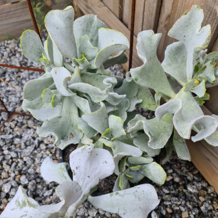 Plant image Cotyledon orbiculata 'Silver Waves'