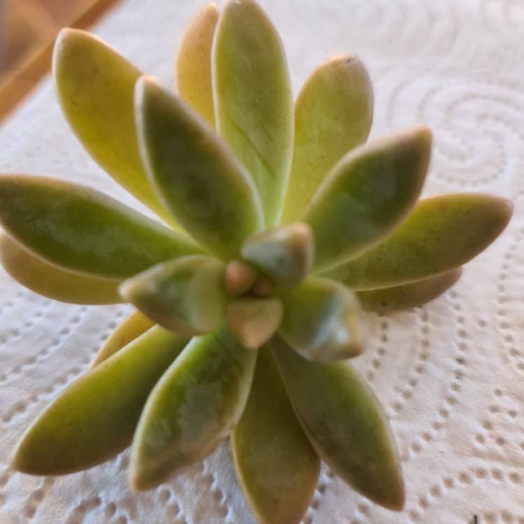 Plant image x Graptosedum Darley Sunshine