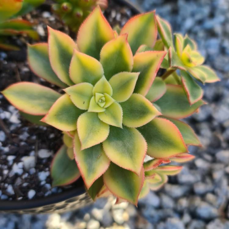 Plant image Aeonium Kiwi Tricolour 