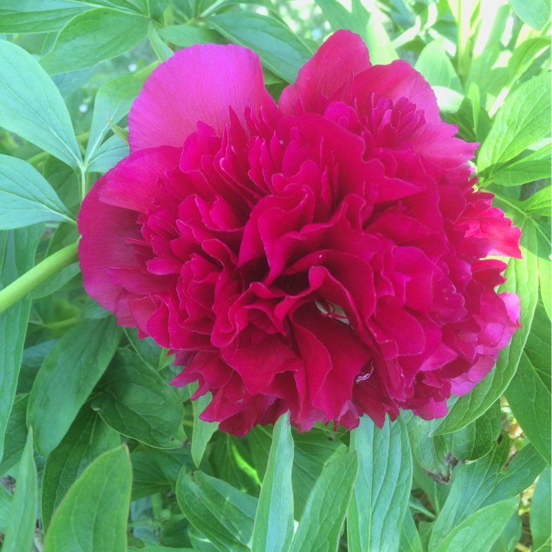 Peony