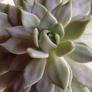 Echeveria